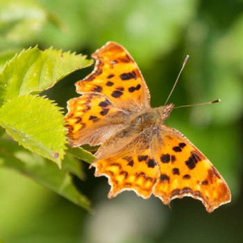 Big butterfly counts, Jul/Aug 2013