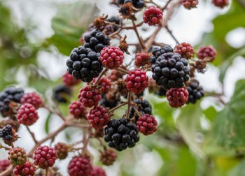 Blackberries, sloes, fungi: Sep-Oct 2013