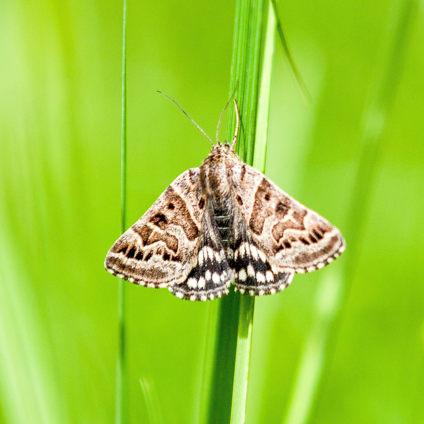 May Open Day at Fromus Valley