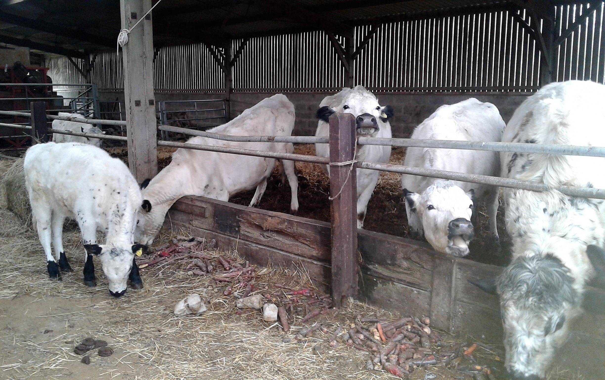 Cattle on carrots!