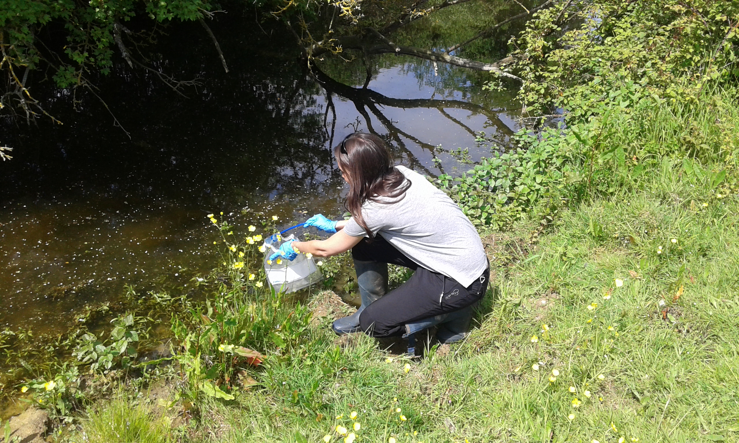 Great Crested Newt Survey