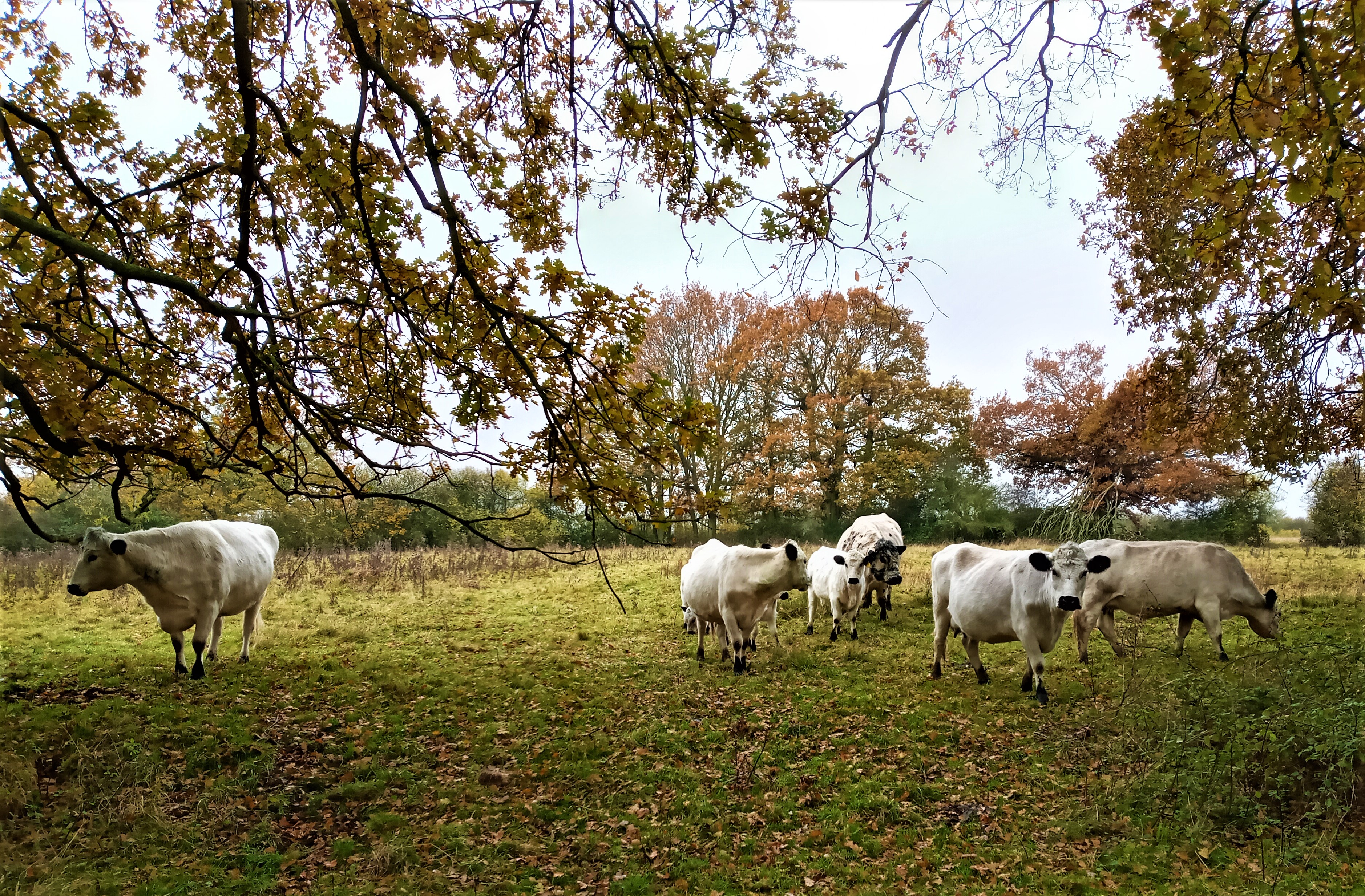 Herd on the wires