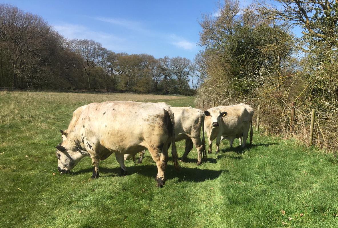 Cattle head down to new Long Meadow grass