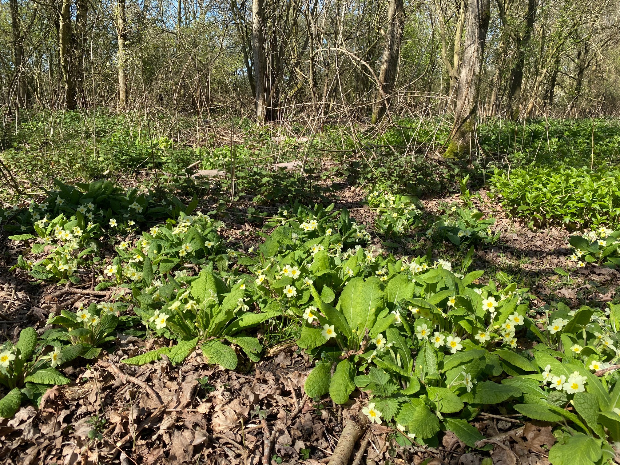 Primrose Glade