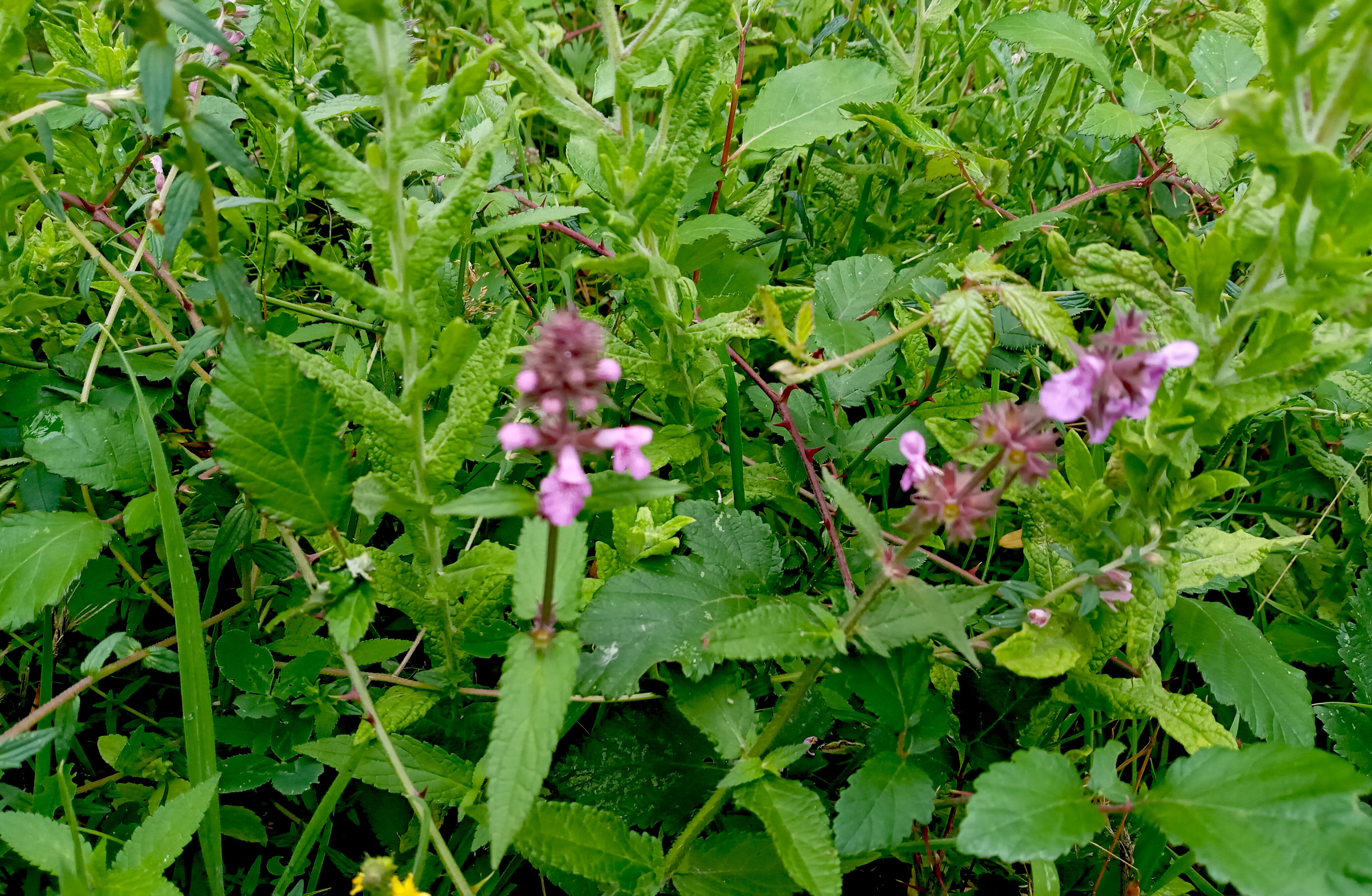 Orchid Glade, 28th July