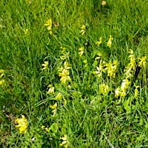 cowslips P1000731