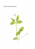 1405 3 nerved sandwort
