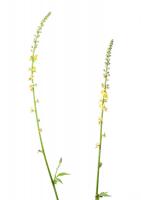 1408 agrimony
