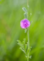 1405 vetch