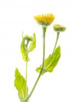 1408 common fleabane