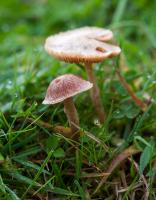 1310 fairy ring champignons