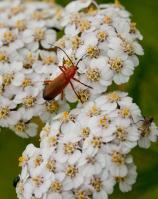 1507 bugs on umbellifer