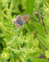 1408 common blue