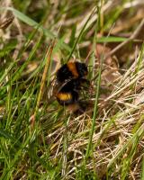 1403 bumblebee