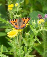 1408 small tortoiseshell3