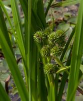 1309 branched bur reed
