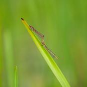 1405 red damsels mating