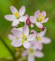 1408 common centaury flower