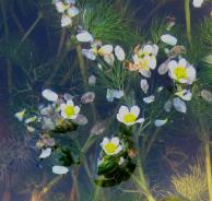 1501 Water crowfoot in a puddle