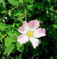 1606 Dog rose