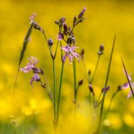 1405 ragged robin