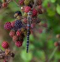 1309 migrant hawker