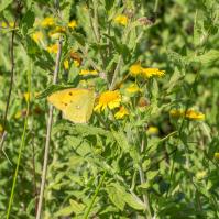 1408 c.yellow