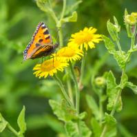 1408 small tortoiseshell