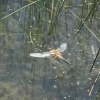Chaser dragonfly still