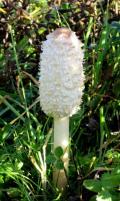 1608 Shaggy inkcap og Oct 2015