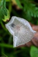 1310 coprinopsis lagopus