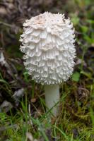 1310 shaggy inkcap1