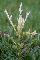 1311 microbial thistle disease
