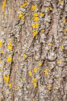 1401 lichen