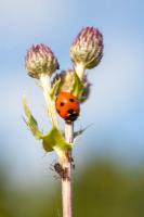 1408 7 SPOT LADYBIRD