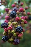 1509 blackberry cascade