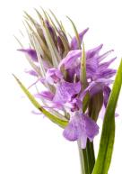 1405 orchid 2