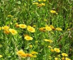 1507 Common fleabane