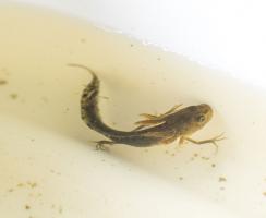 1408 newt larva