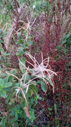 1610 Fromus willowherb