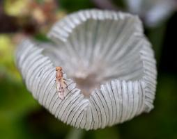 1608 fly on coprinopsis lagopus