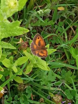 Gatekeeper male