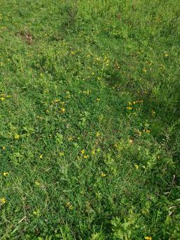 Birdsfoot trefoil