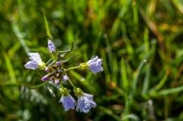1405 cuckoo flower