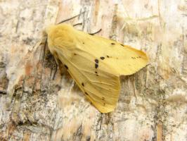 1404 0 Buff Ermine 26apr2014