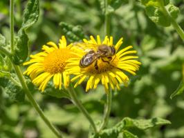 1408 Colletes fodiens