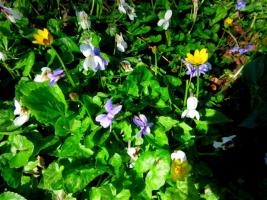 1504 Sweet violets two colours with celandine