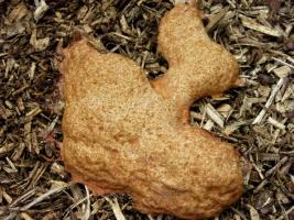 1606 Dogs vomit slime mould Fuliga salva va flava