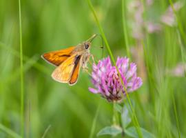 1408 skipper2