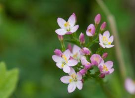 1307 common centaury